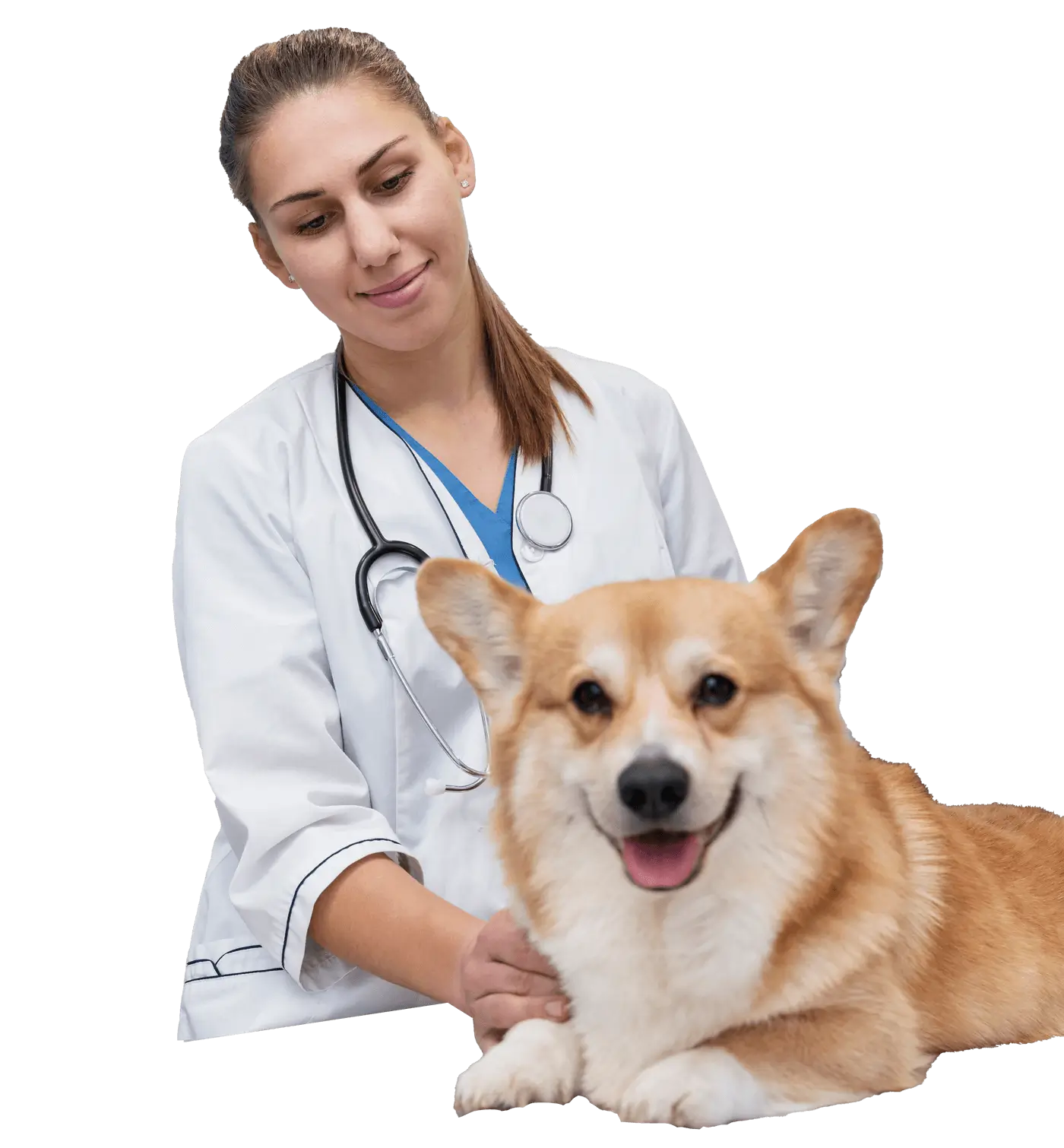 homecare állatorvos házhoz kiszáll otthon